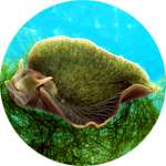 Зеленый моллюск - компонент Эрокапса, отвечающий за выработку тестостерона